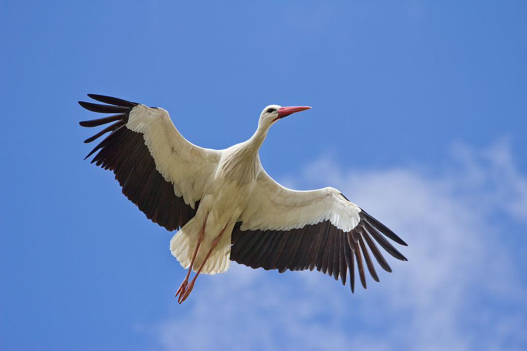 White stork in the sky