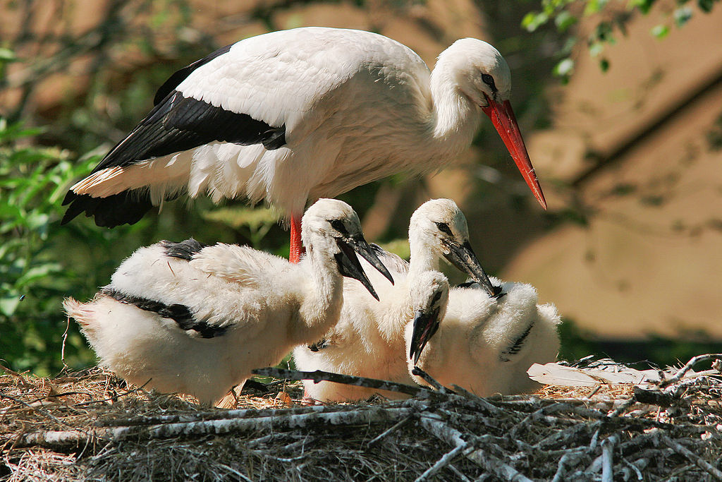 White stork with chicks in the nest