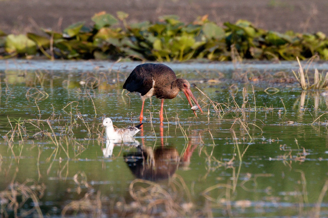 Black stork catches a fish