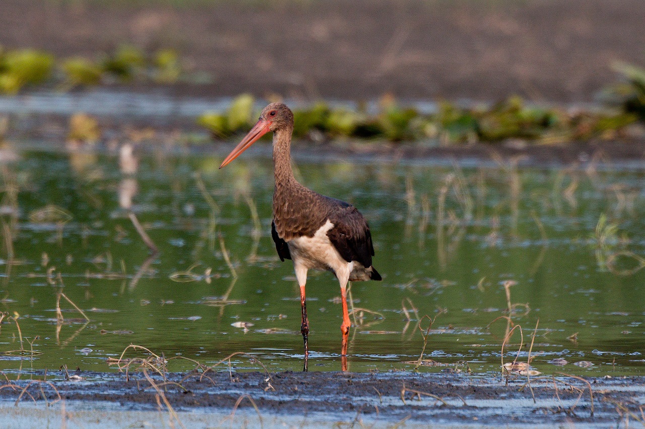 Black Stork on the lake