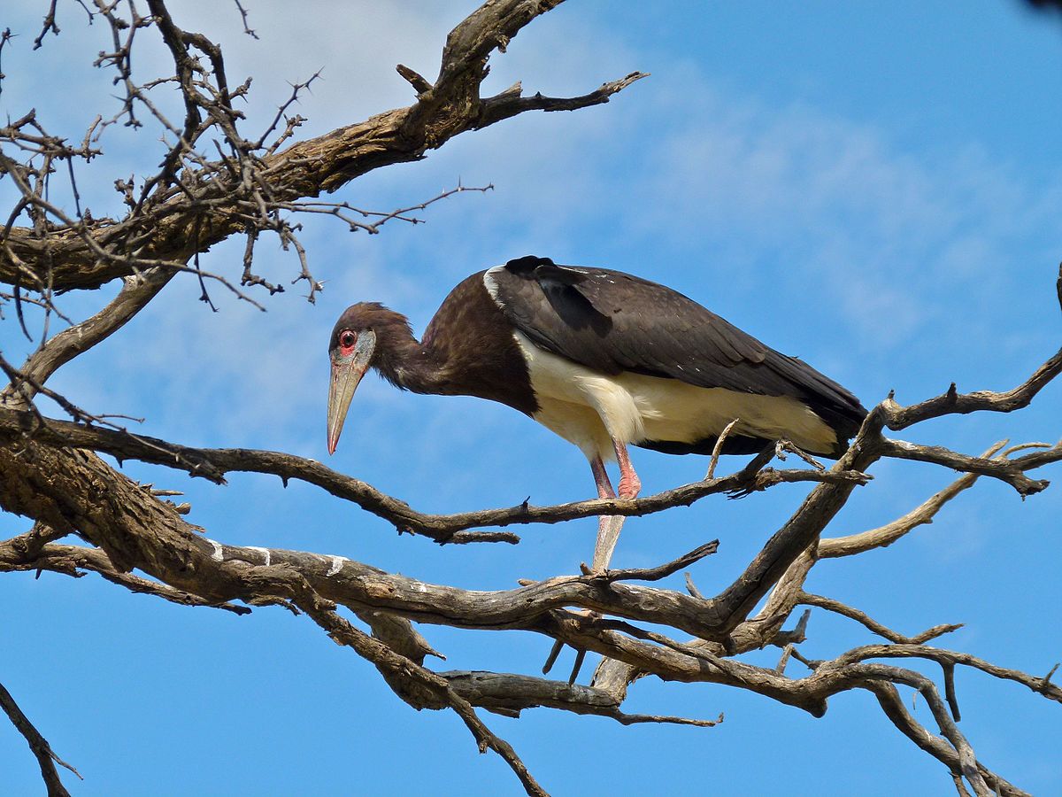 White-bellied stork on a dried tree