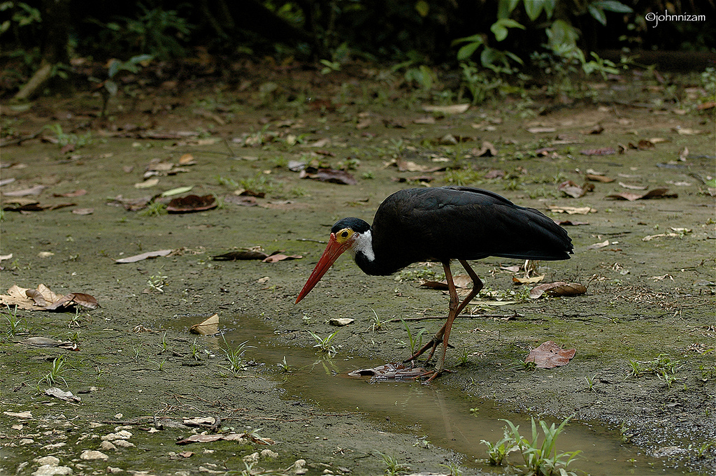 Malay woolly stork