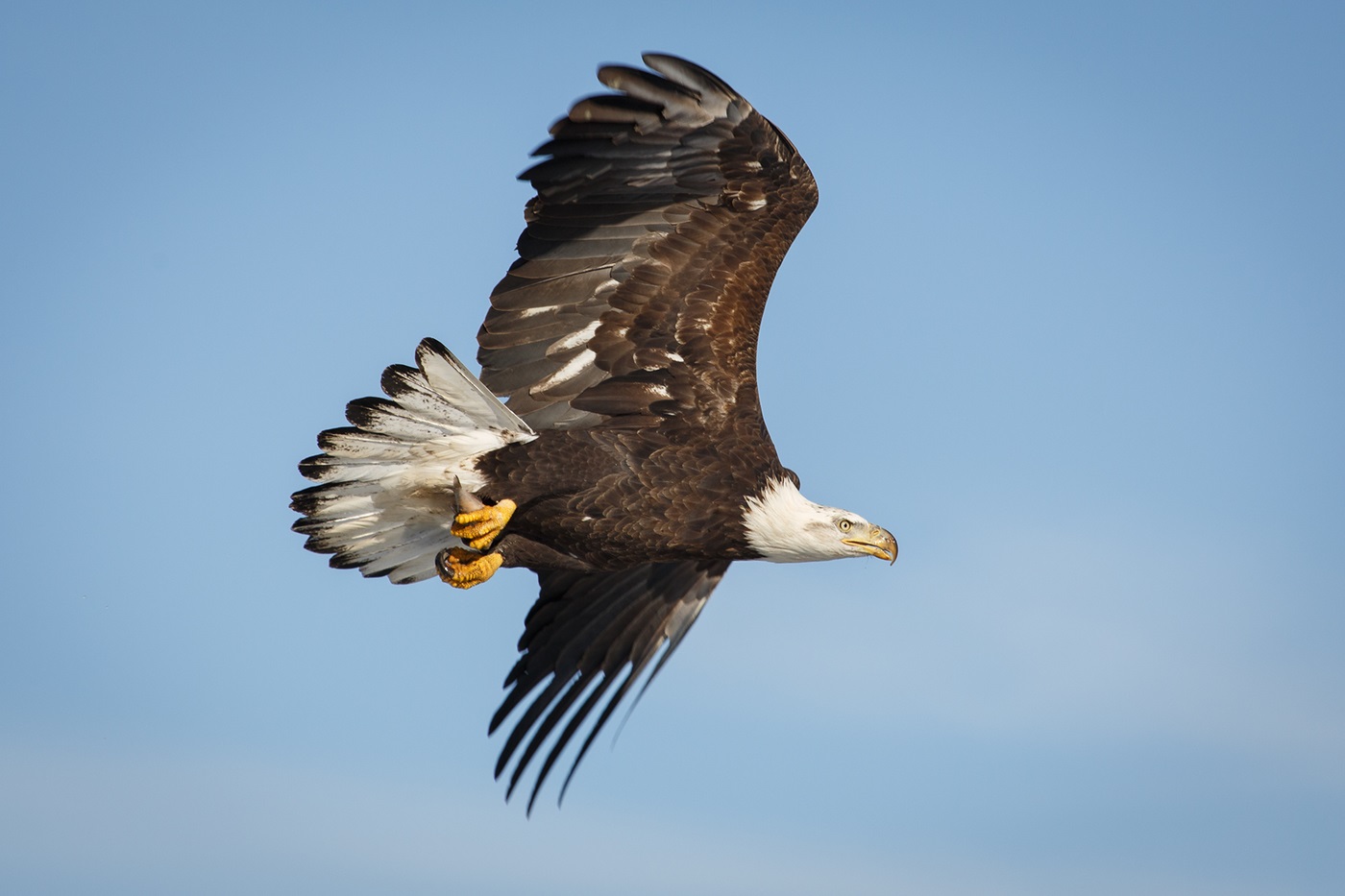 Bald eagle on the hunt