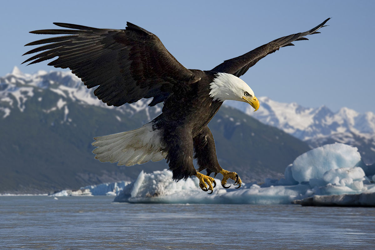 Bald eagle prepares to attack fish