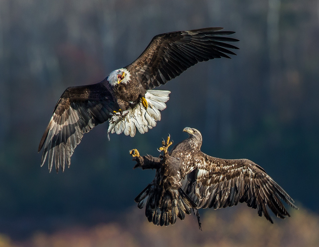 Adult bald eagle (left) finds out the relationship with a teenager (right)