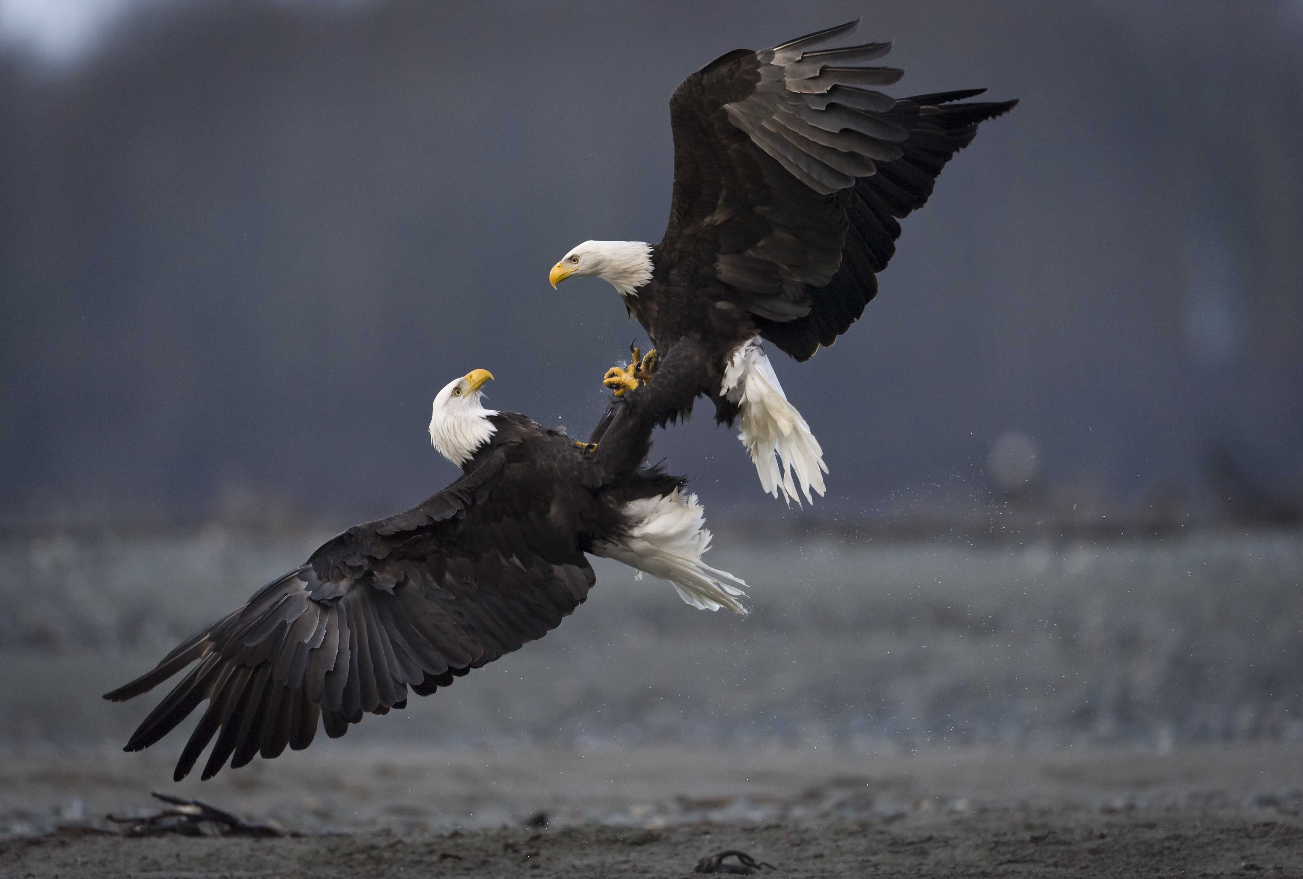 Bald Eagles figure out the relationship