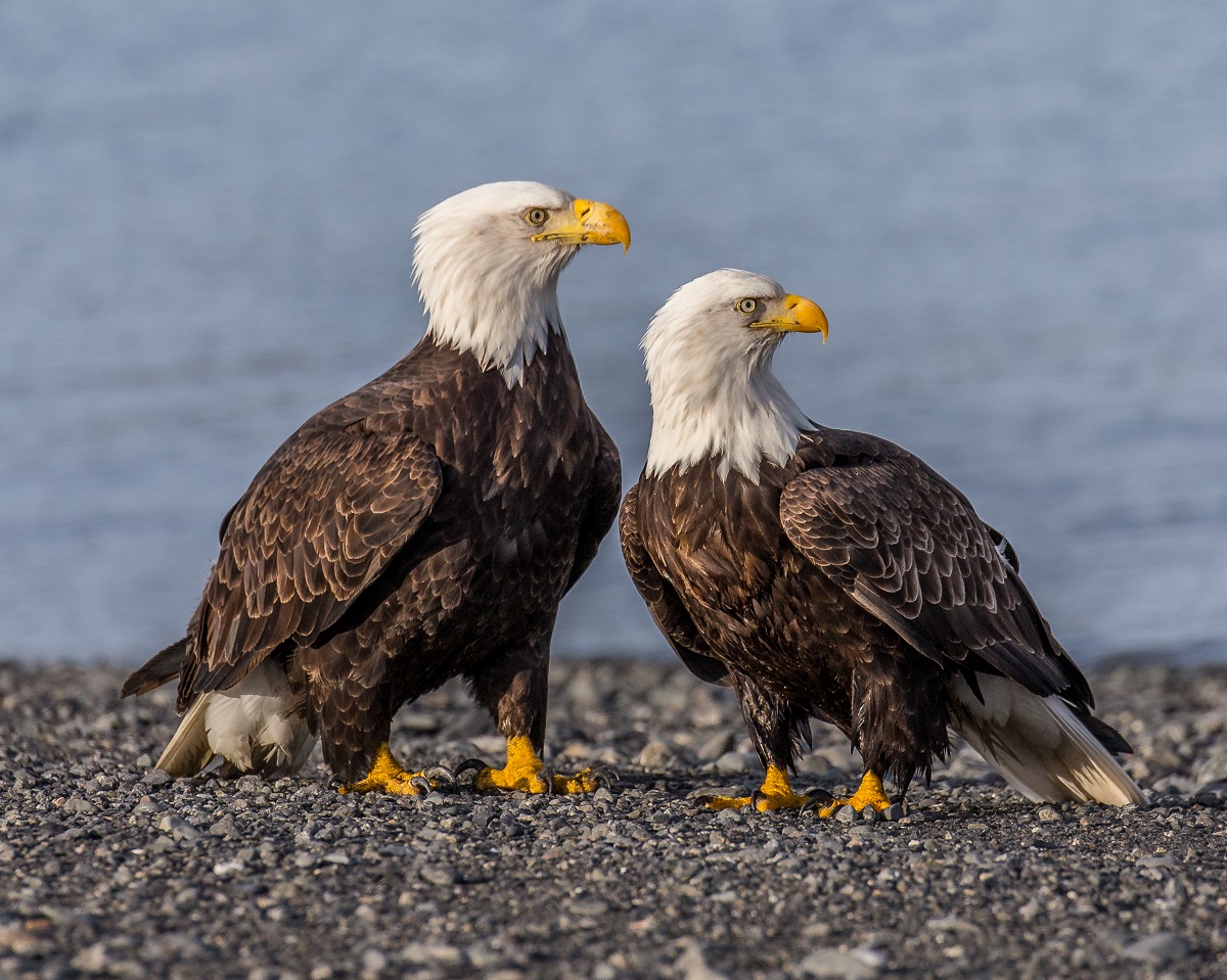Bald eagles: male and female