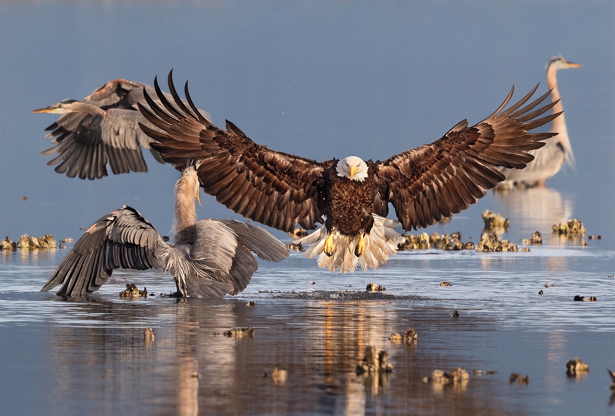 The bald eagle attacks a heron, she opens her wings and prepares for defense