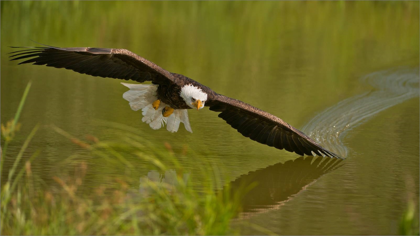Bald eagle glir over vann mens du jakter
