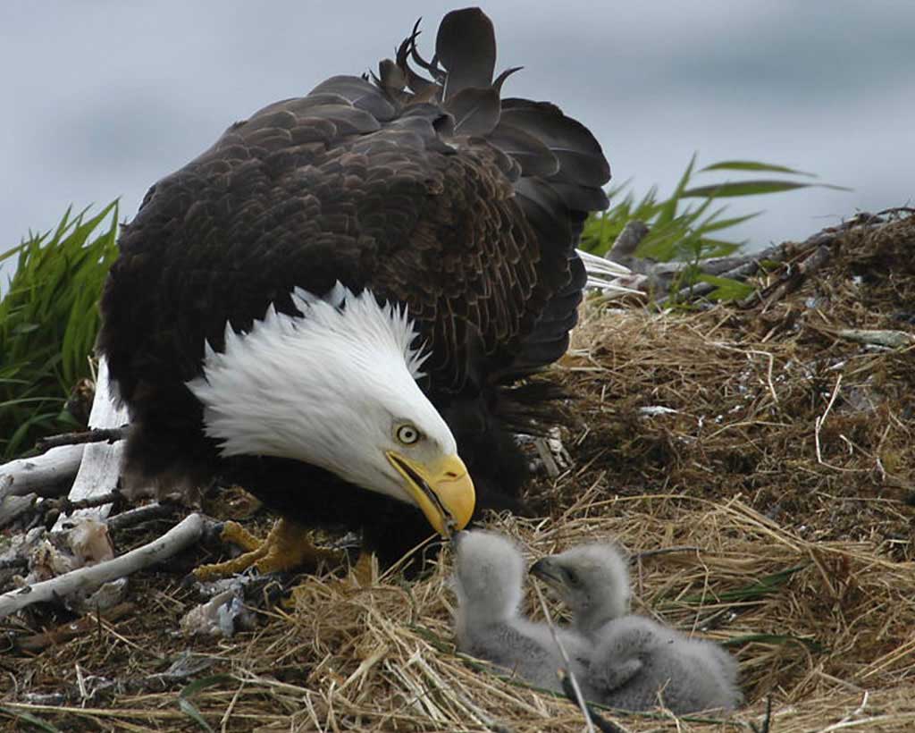 Bald eagle feeds chicks