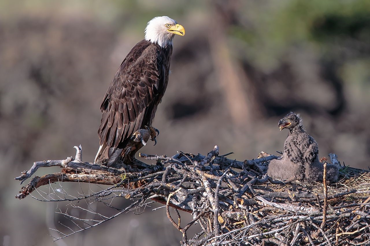 Bald eagle with chick
