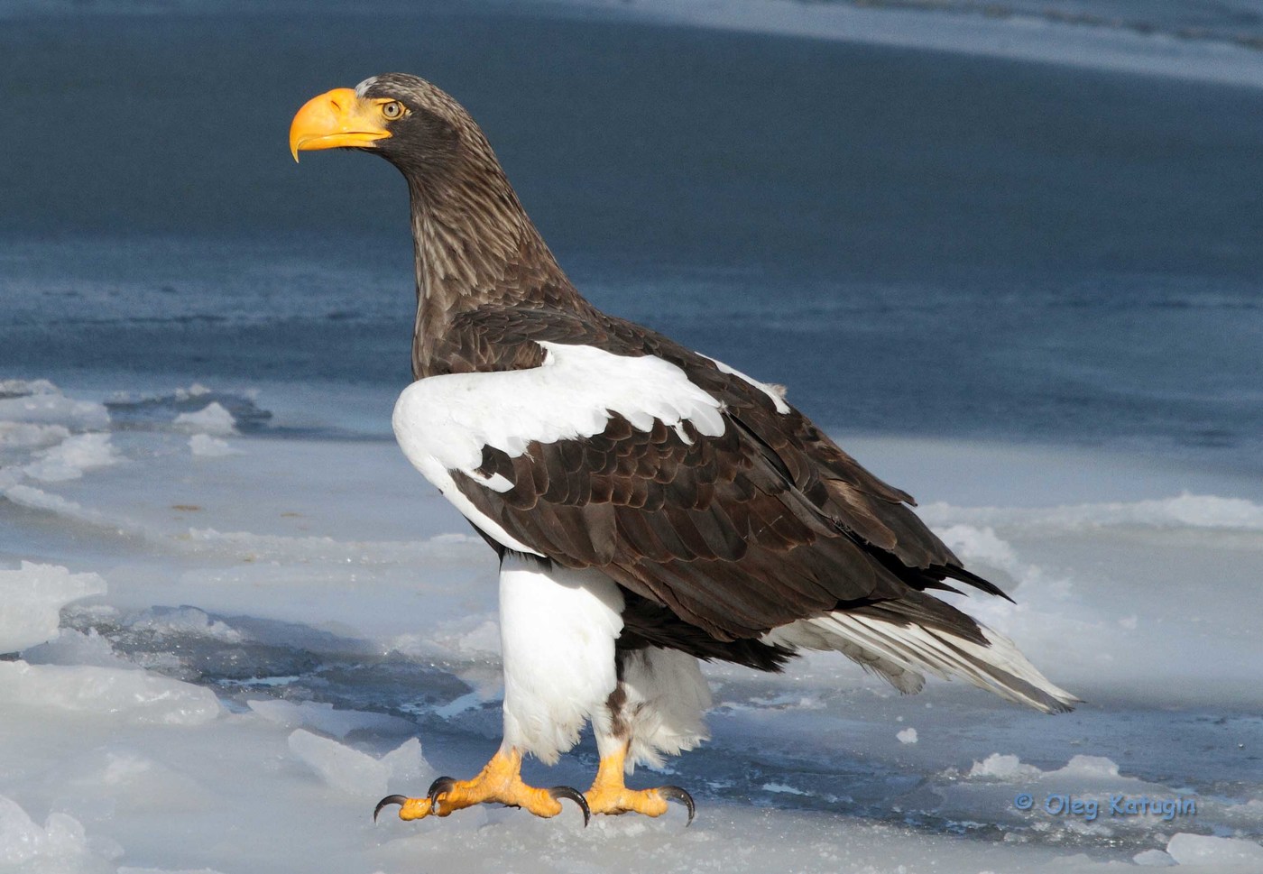 The shoulderless eagle on the ice of the Golden Horn Bay, Vladivostok, winter 2013