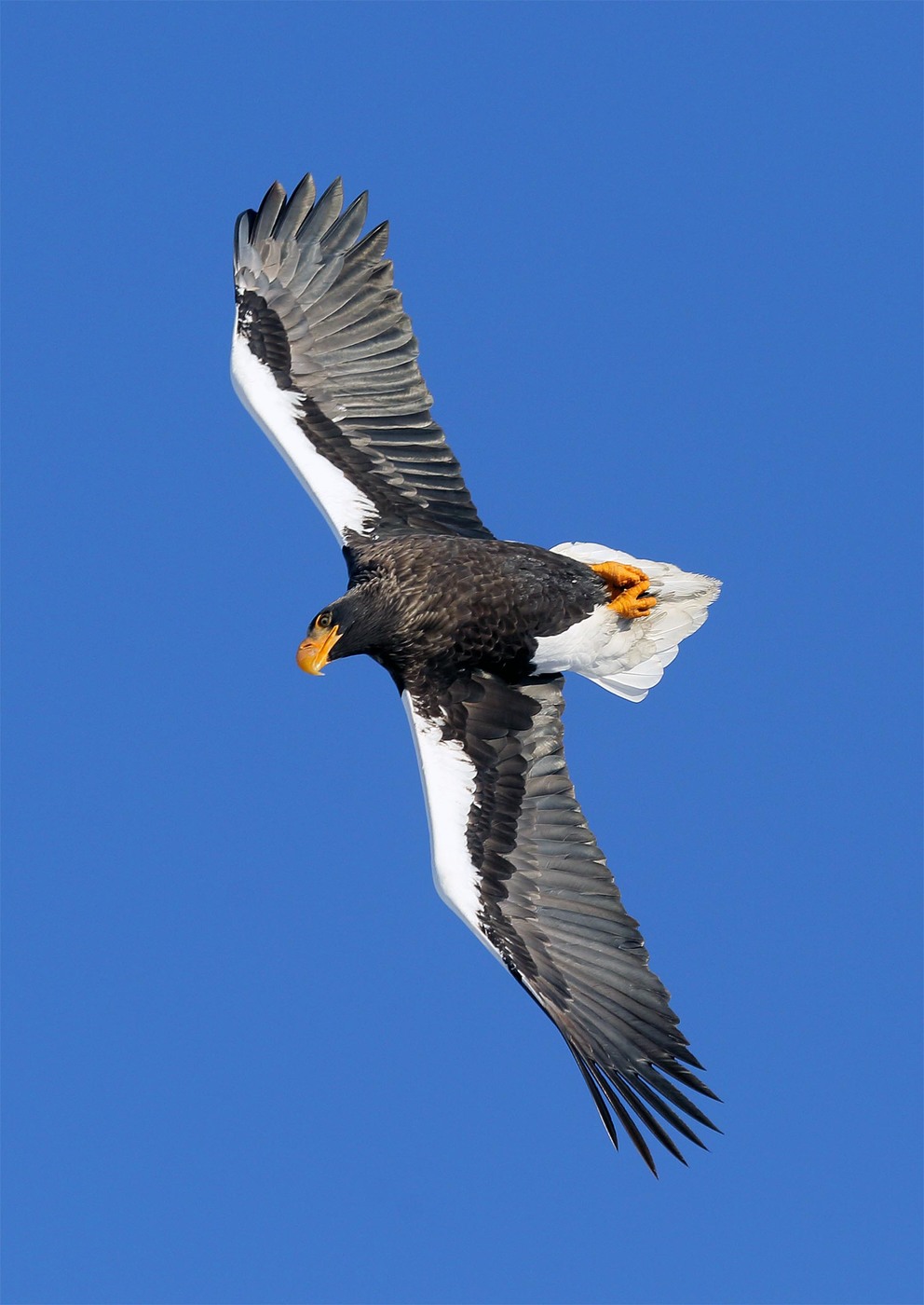 Bald eagle soars in the sky