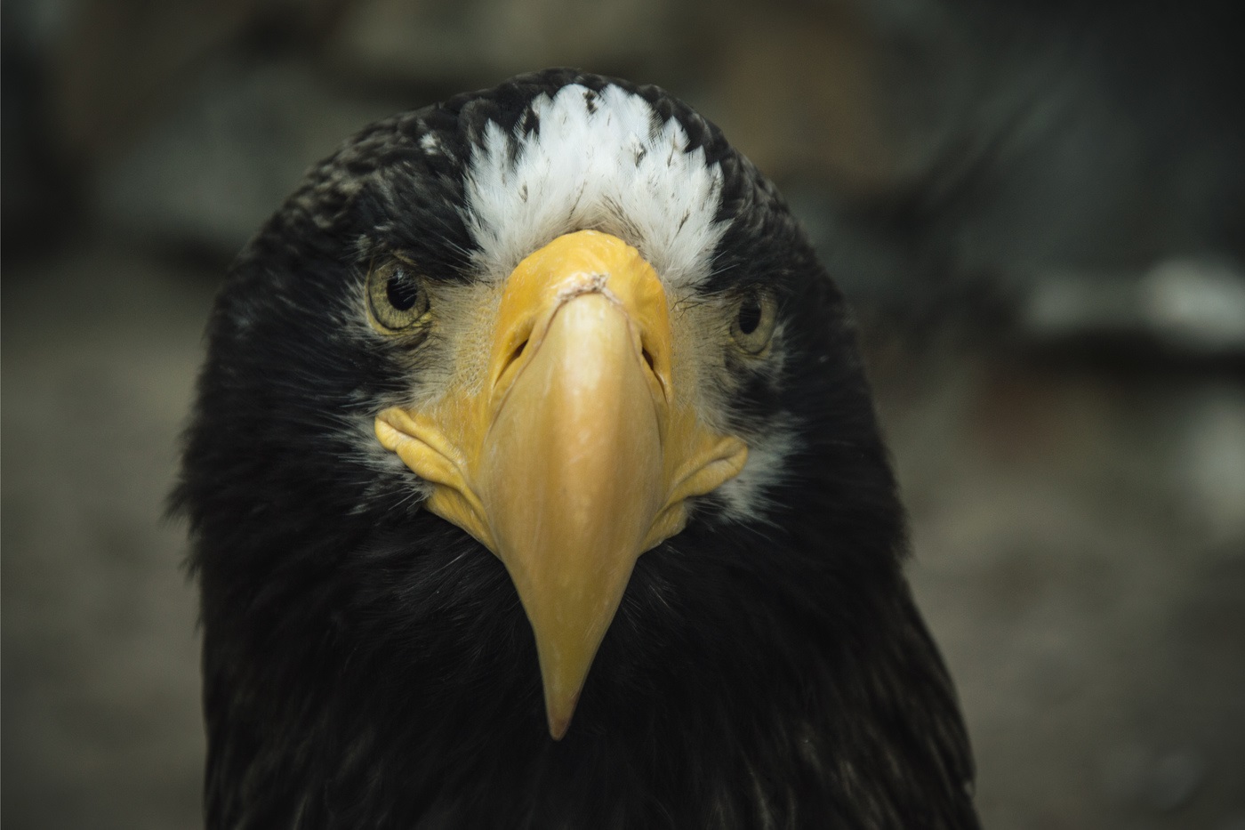 Portrait of a Steller's Eagle
