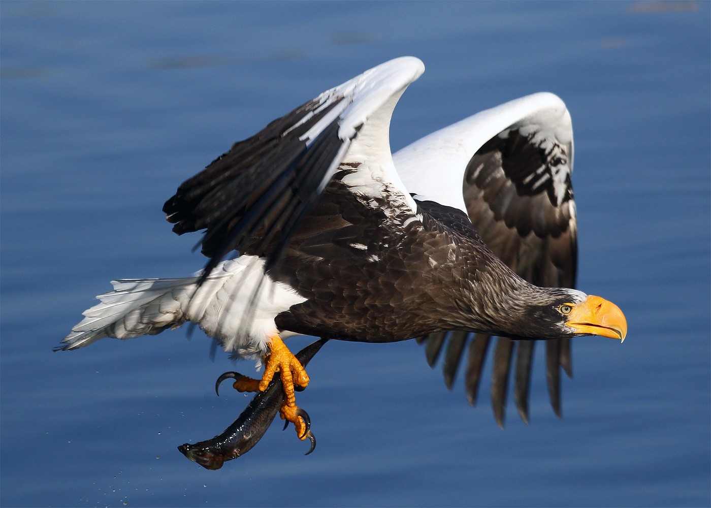 Steller's sea eagle with prey