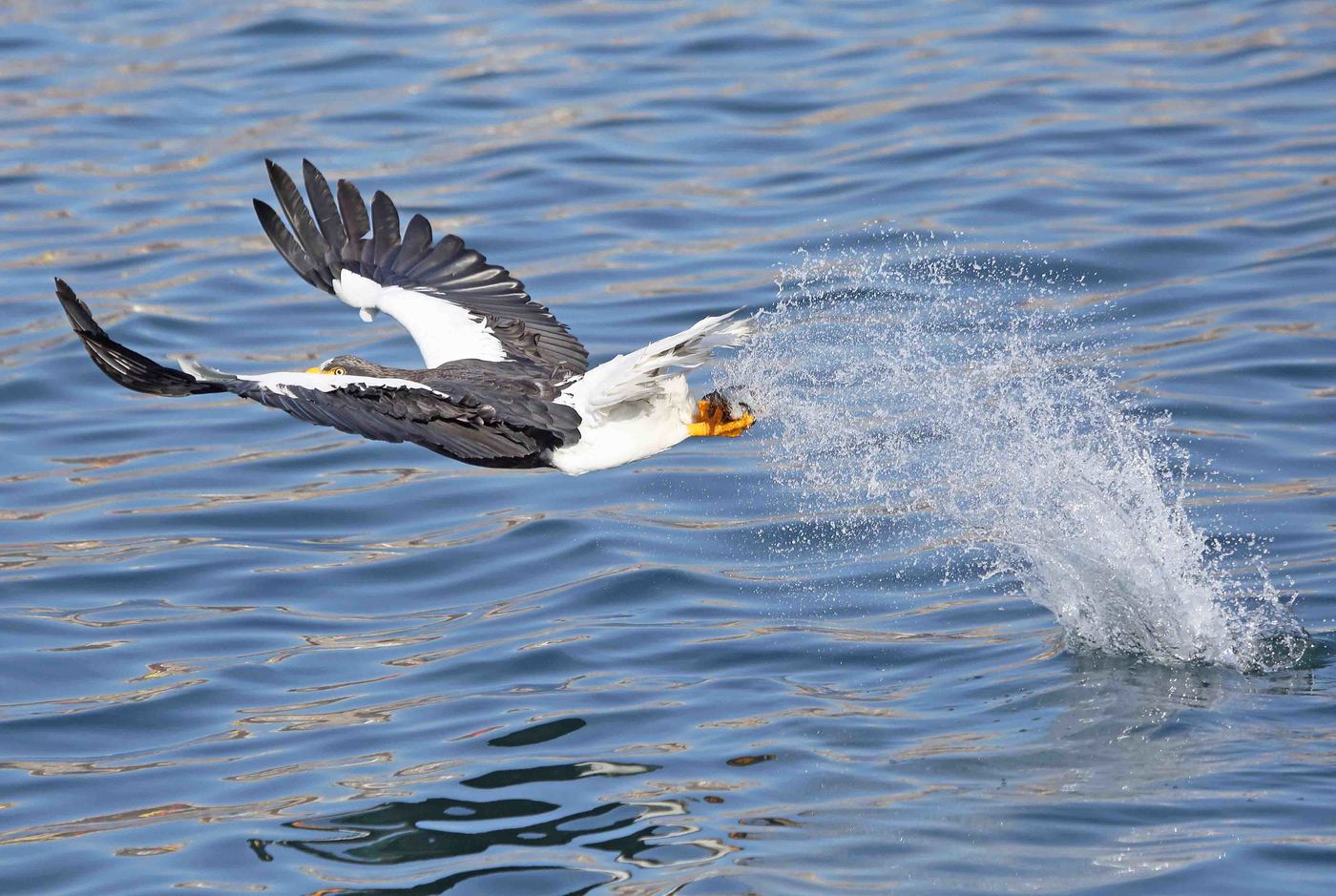 The sea eagle hunts for fish