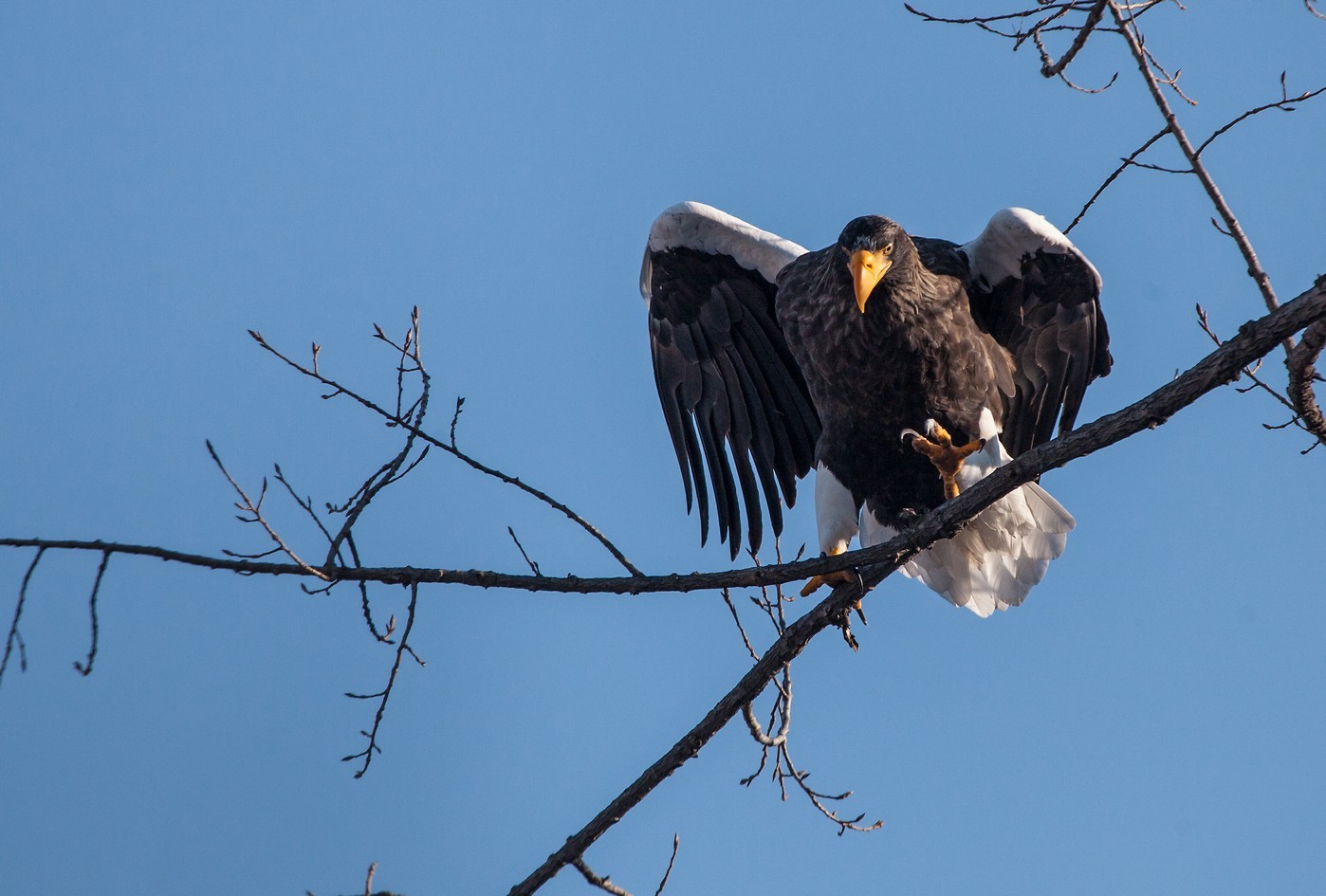 Steller's sea eagle on a tree branch