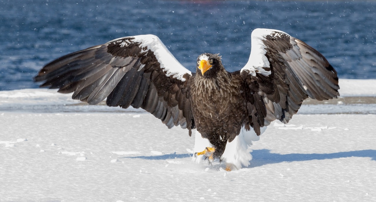 Steller's sea eagle on a snowy shore
