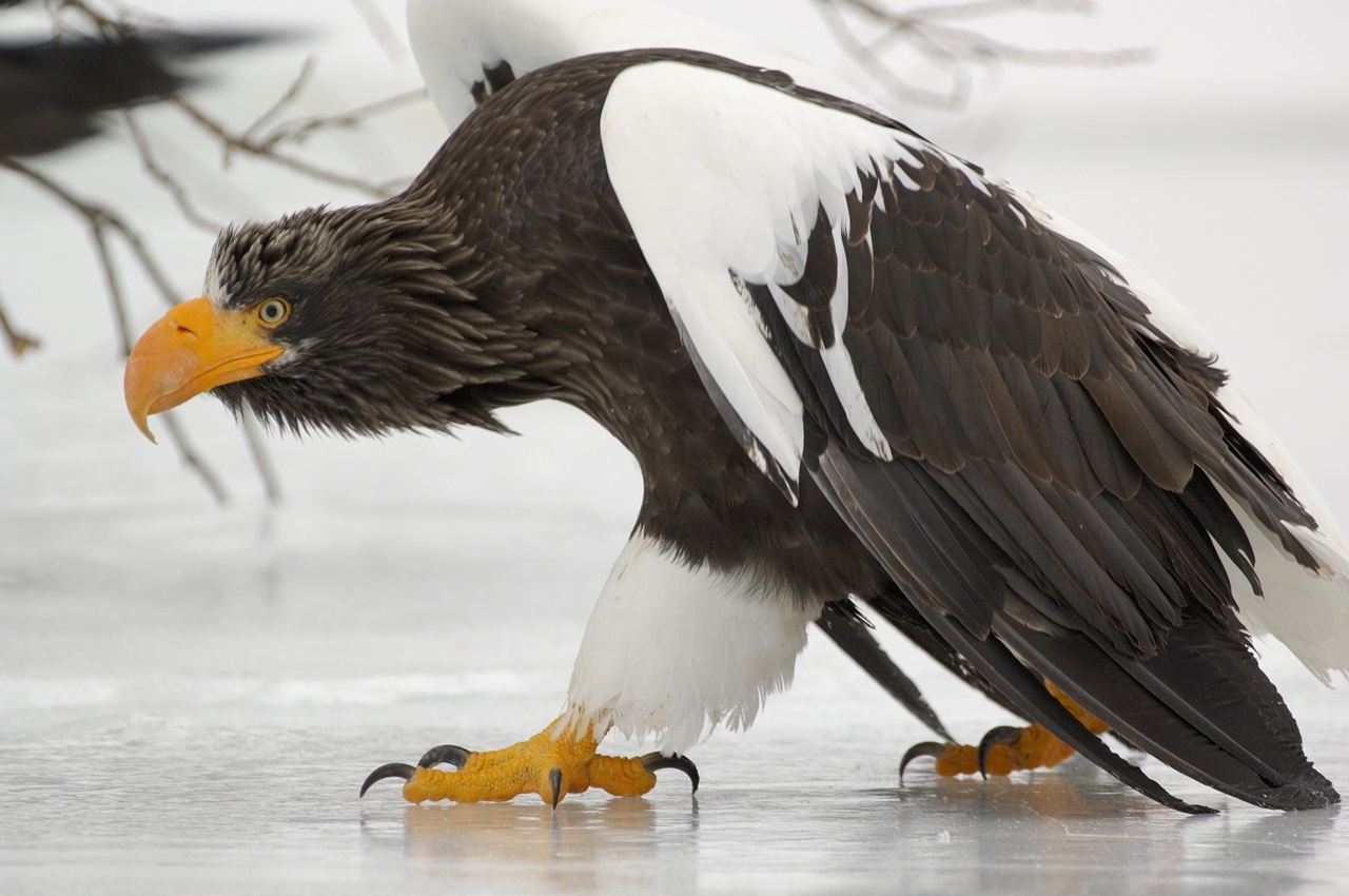 The sea eagle strolls across the ice.