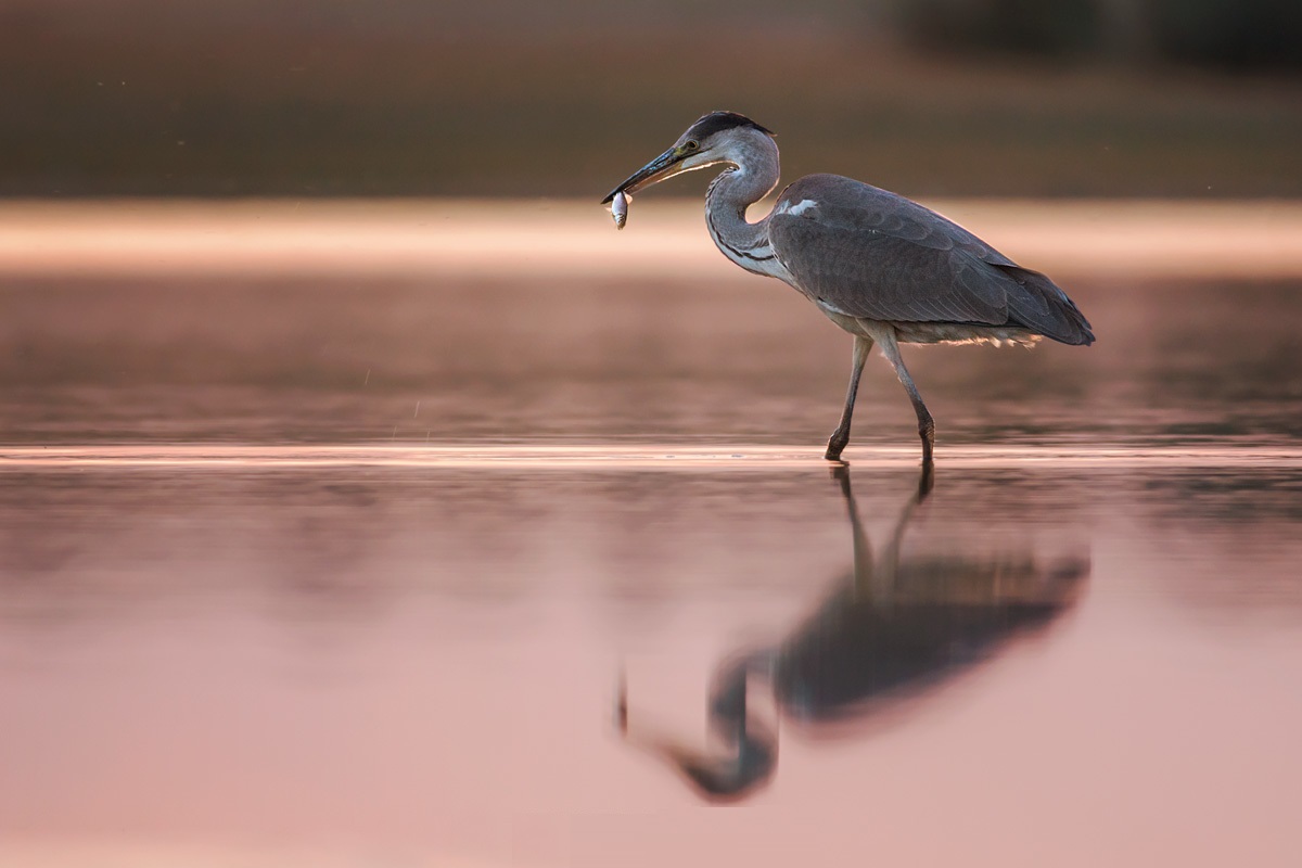 Gray Heron with Fish Caught