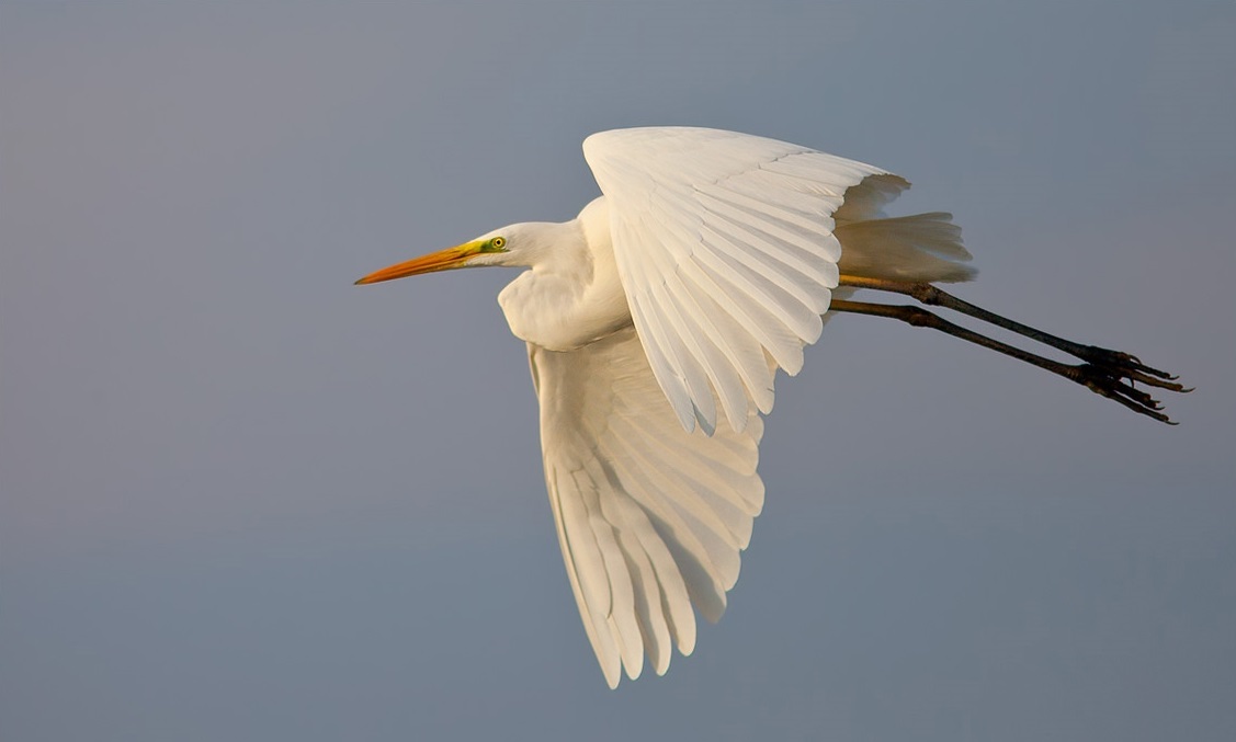 The Great White Egret is a large marsh bird with long legs, 94-104 cm tall.