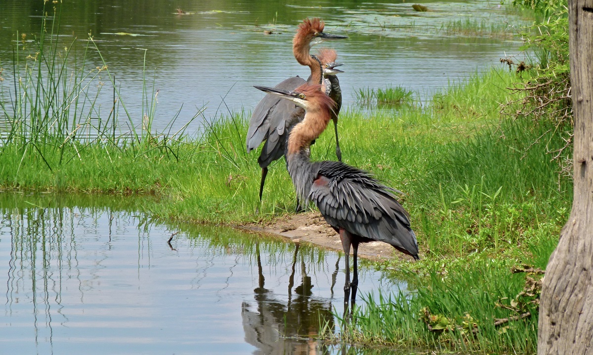 Gigantic herons by the pond
