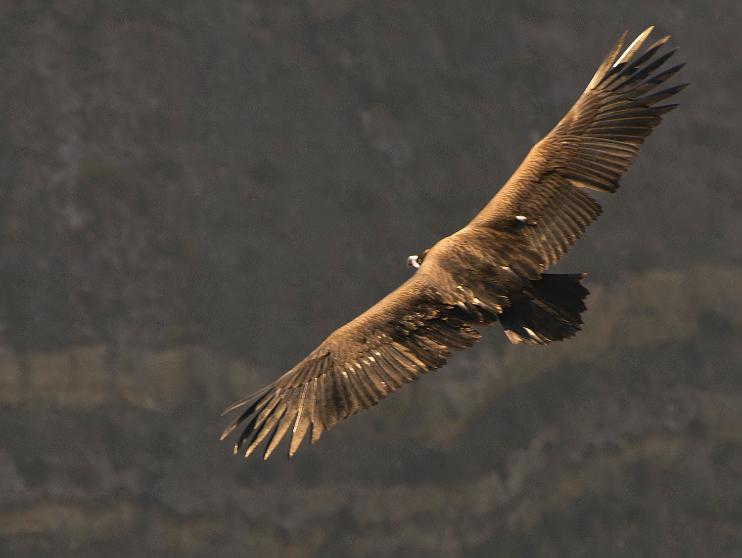 Black vulture in flight