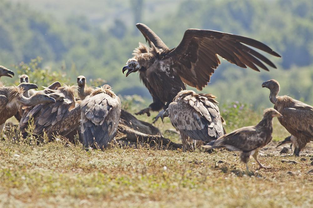 Black vultures gathered at the mascara
