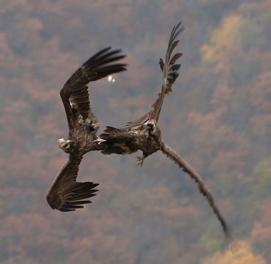 Two black vultures made a showdown in the air