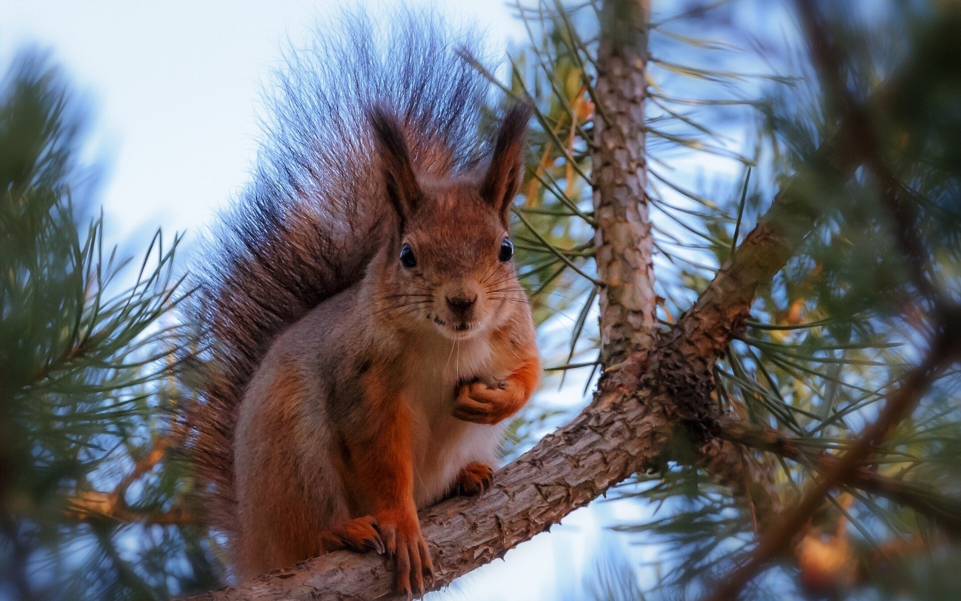 سنجاب در یک شاخه کاج
