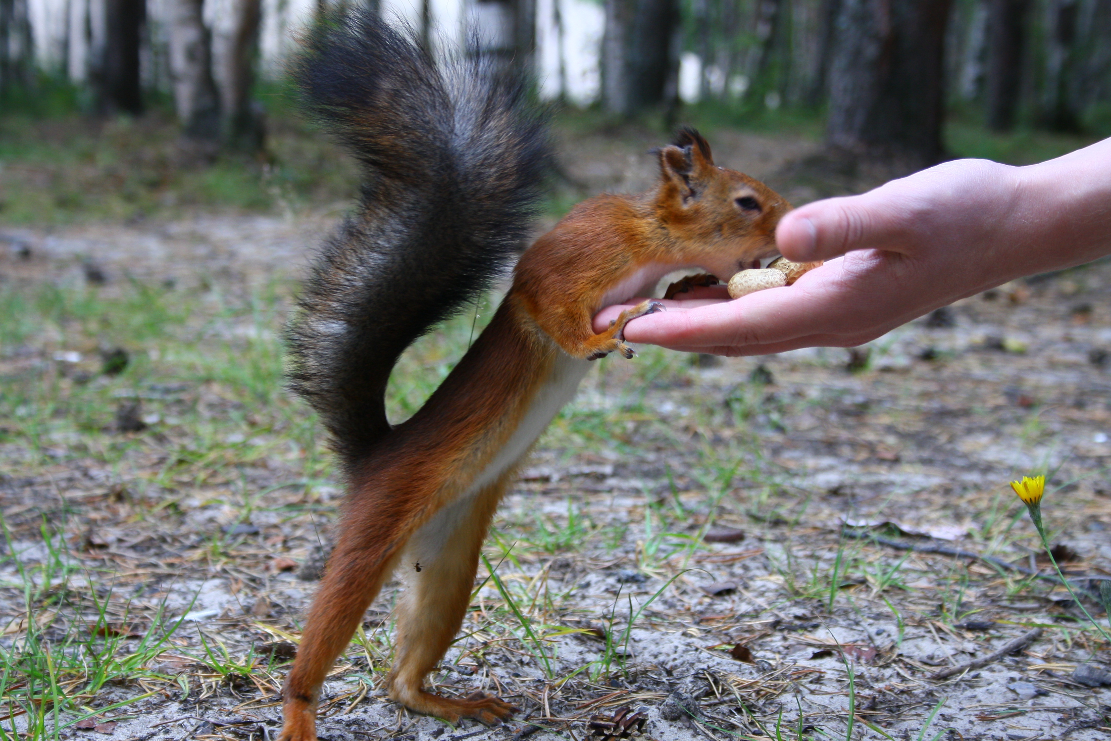 Vjeverica jesti rukama