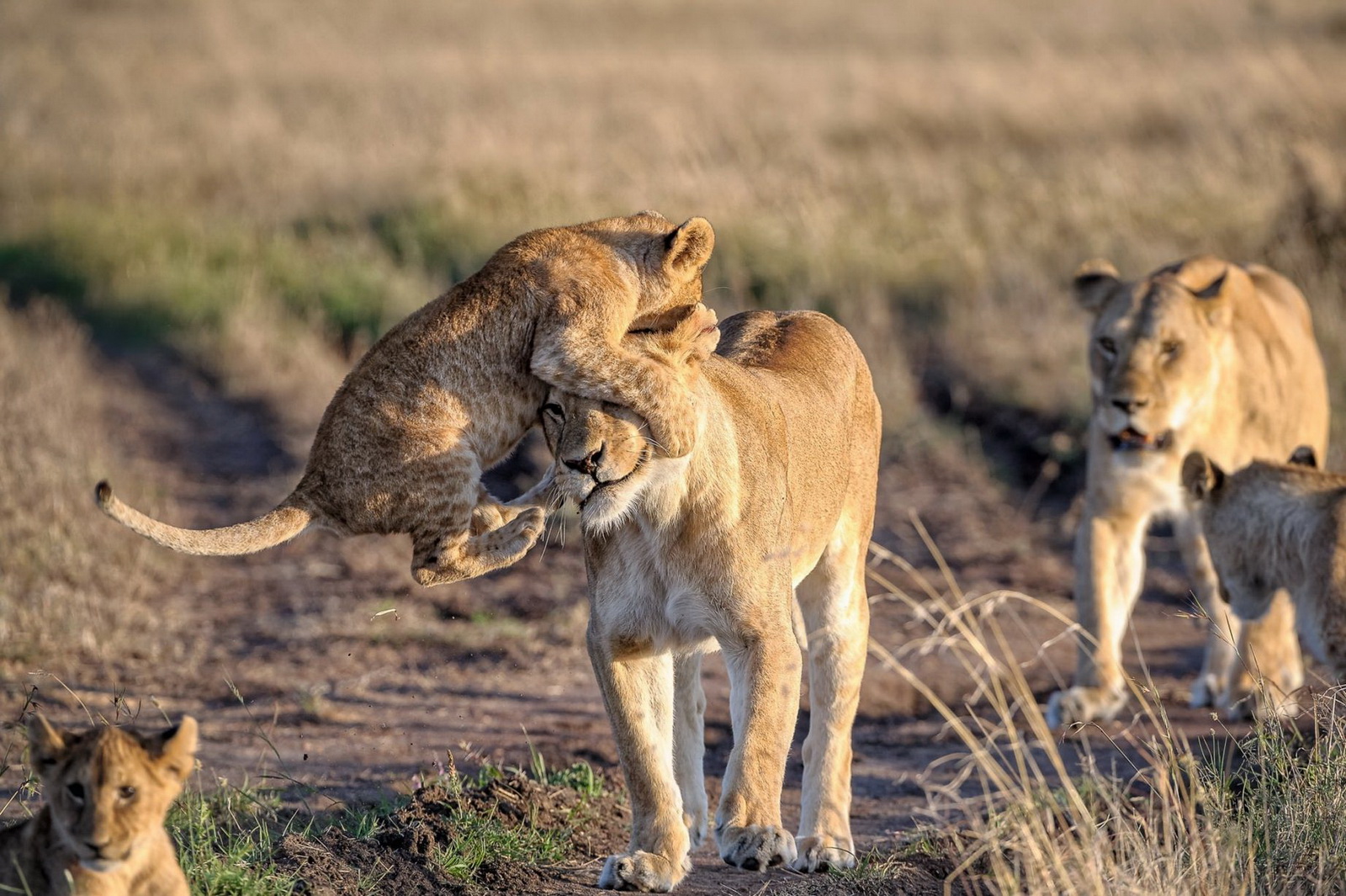 Lion cub playing with a lioness