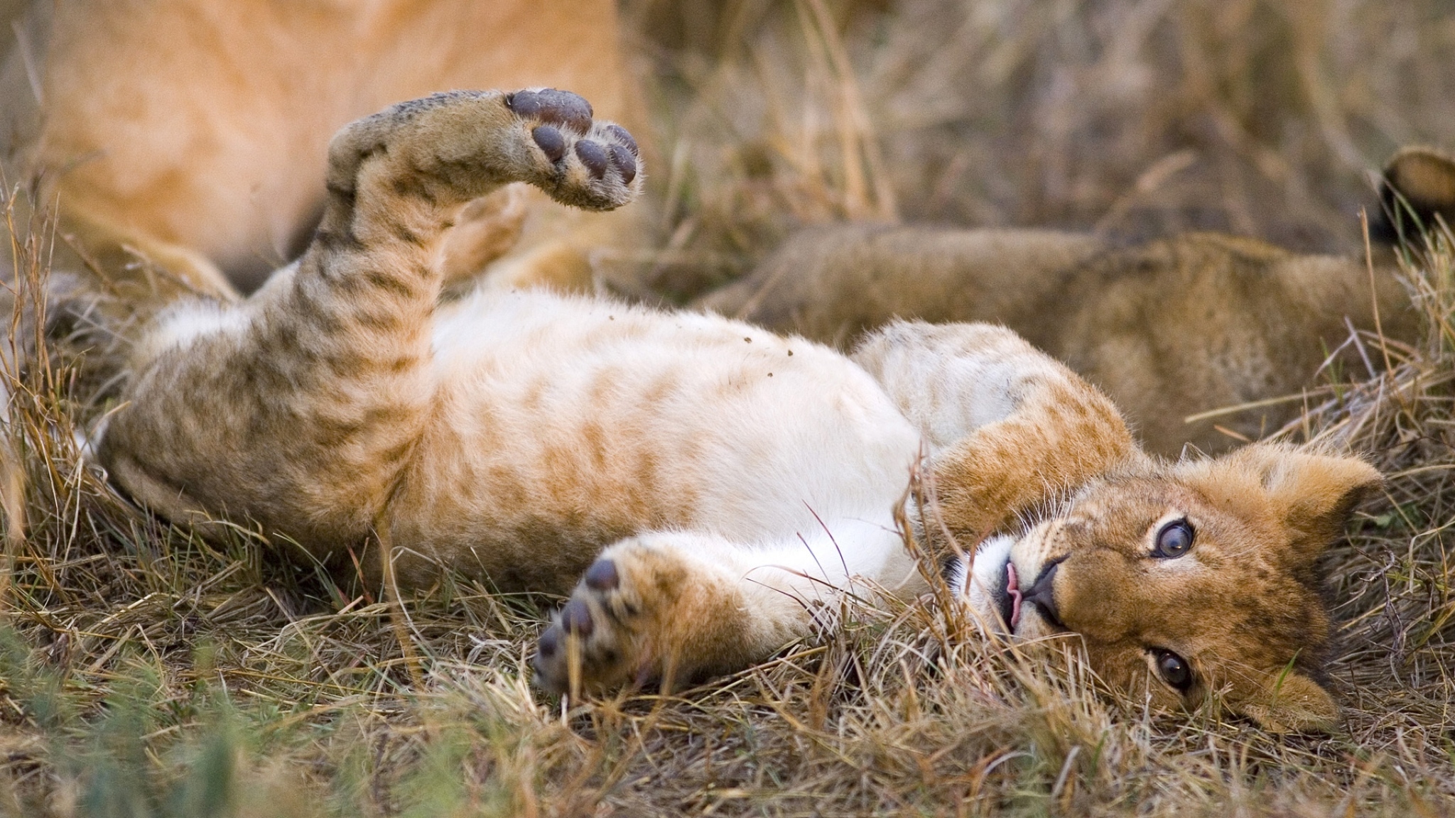 Happy lion cub resting