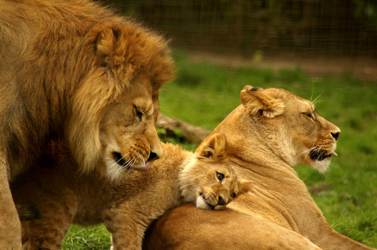 Liūtų šeima: liūtas, liūtas ir liūtas