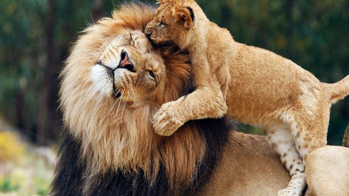 Lion and lion