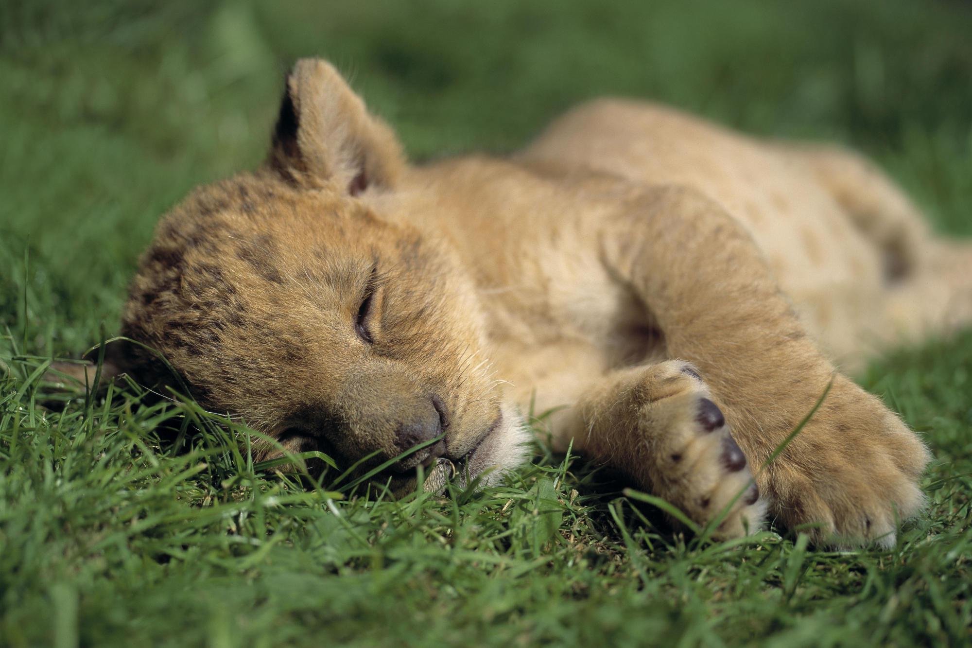 รูปถ่าย: สิงโตนอนหลับ