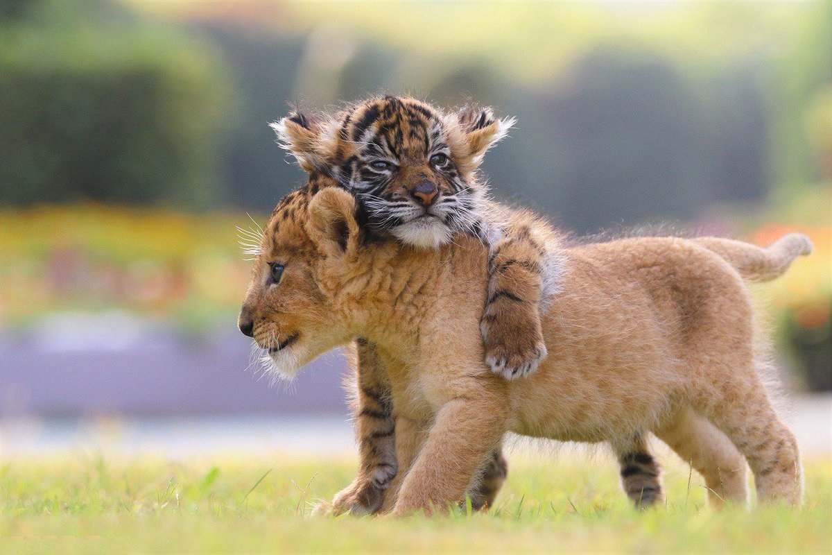 Lion and tiger cub