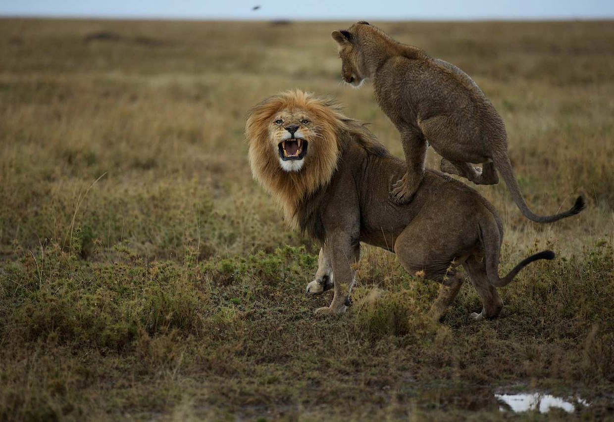 Lion playing with a lion