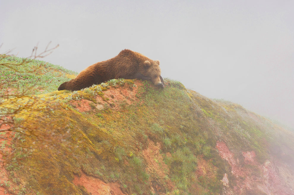 Grizzly Bear Fotografije