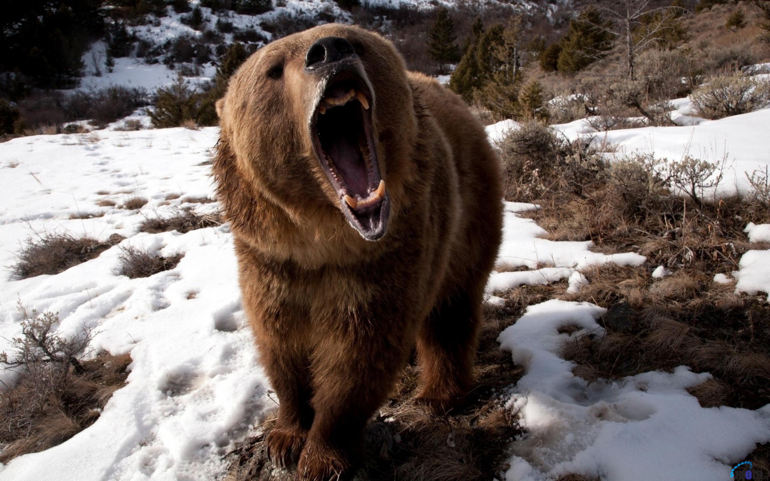 Mouth of a grizzly bear
