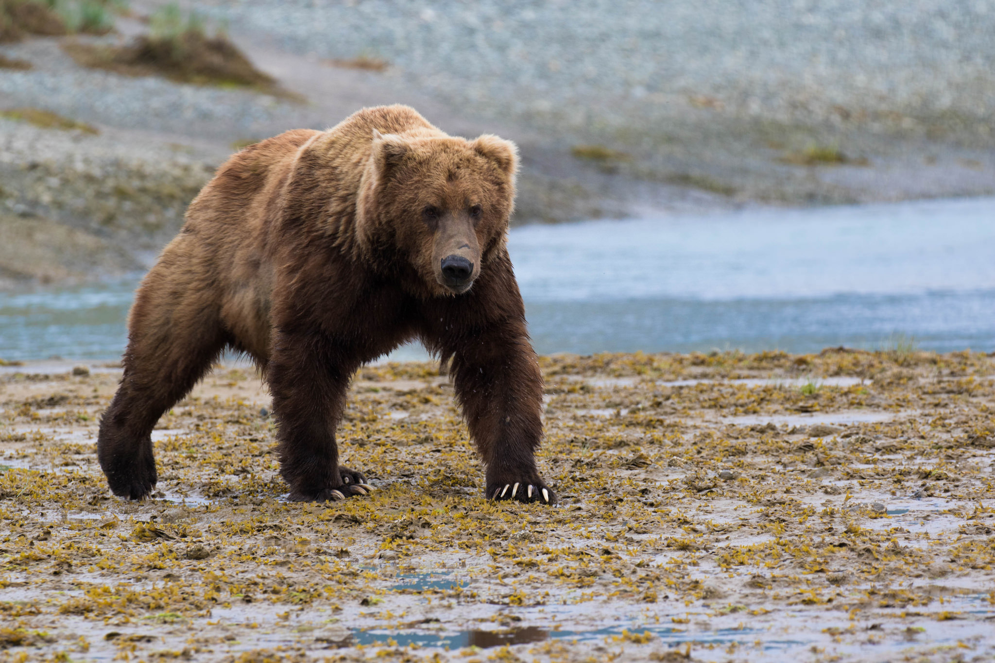 Grizli Bear na Aljasci