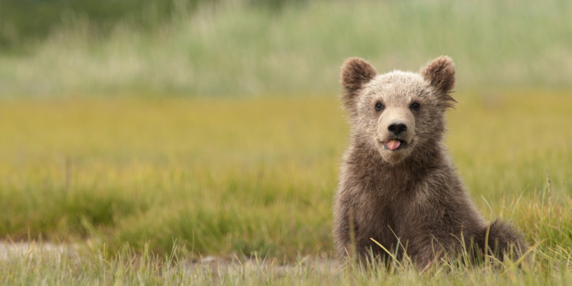Φωτογραφία μιας αρκούδας grizzly