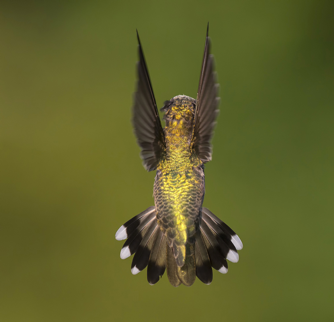 Anna's hummingbird in flight, female, view from the back
