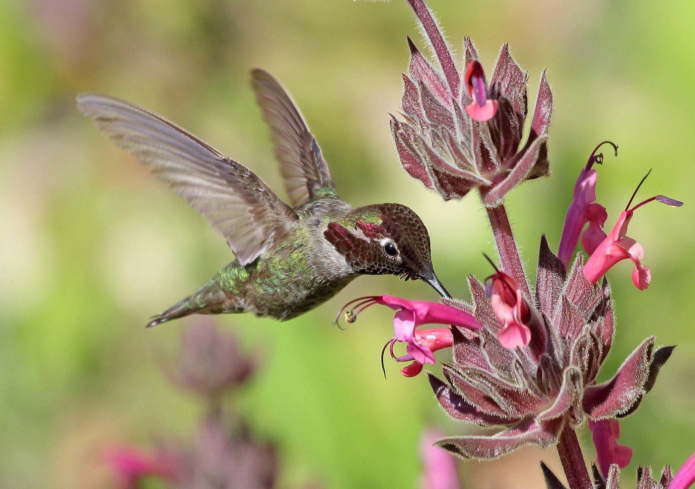 Hummingbird ของ Anna