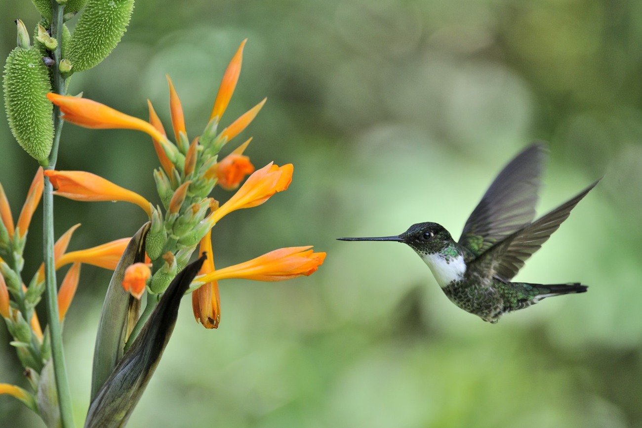 นกอินทรีเพศเมีย Hummingbird