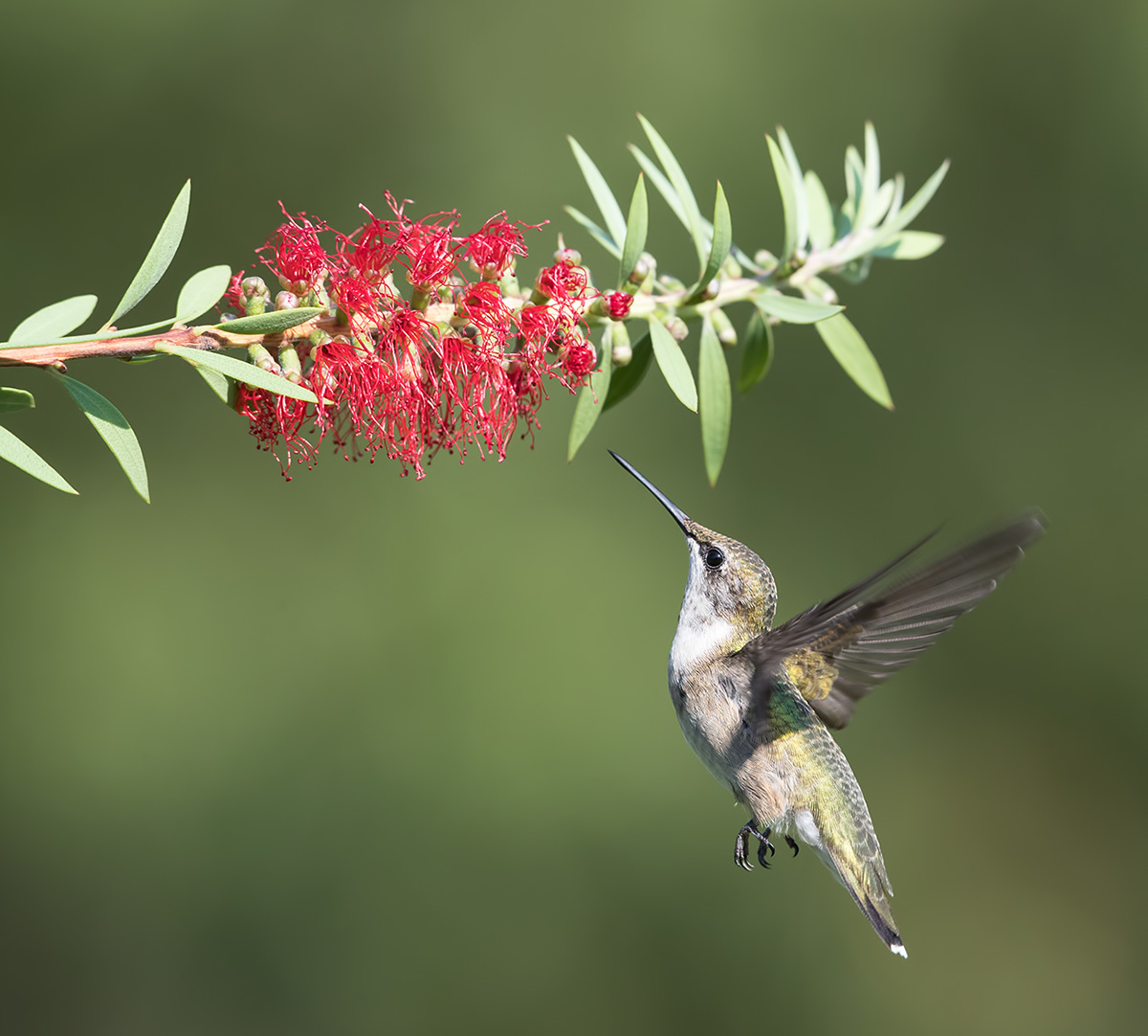 The female Hummingbird Anne in flight chooses a flower for feeding
