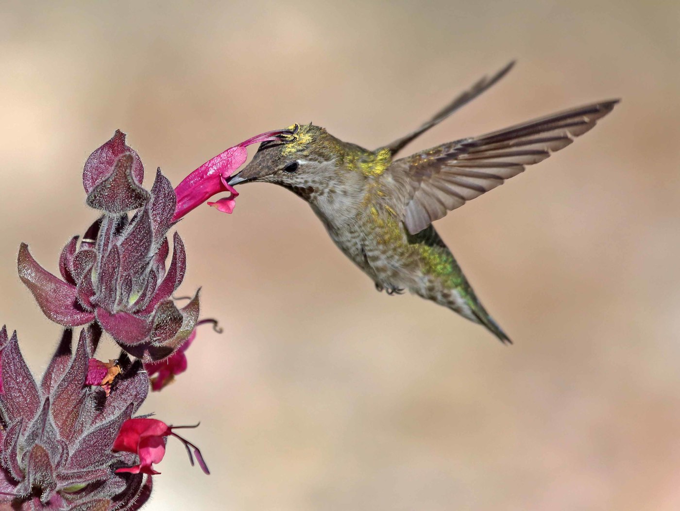 Annes Kolibri-Weibchen (Calypte Anna) trinkender Nektar von einer Blume