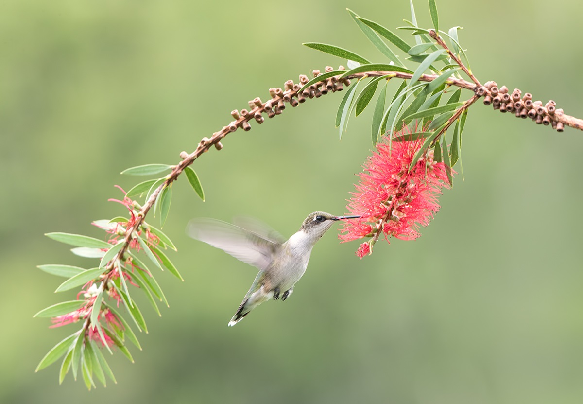 Annas Hummingbird i nærheten av en blomstrende callistemona