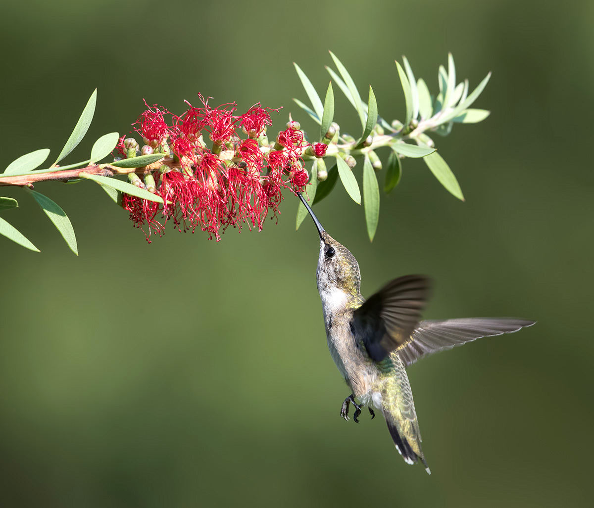 Vroulike Anna's Hummingbird naby 'n bloeiende callistemona