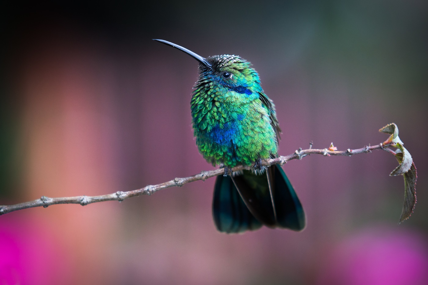 Colombian Andes: eng Foto vun engem Kolibris op enger Branche